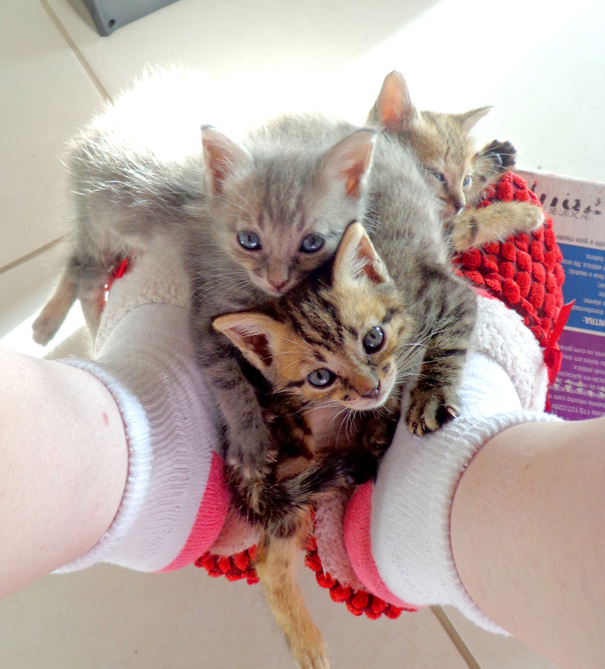 We Rescued 3 Abandoned Kittens And It Changed Our Lives