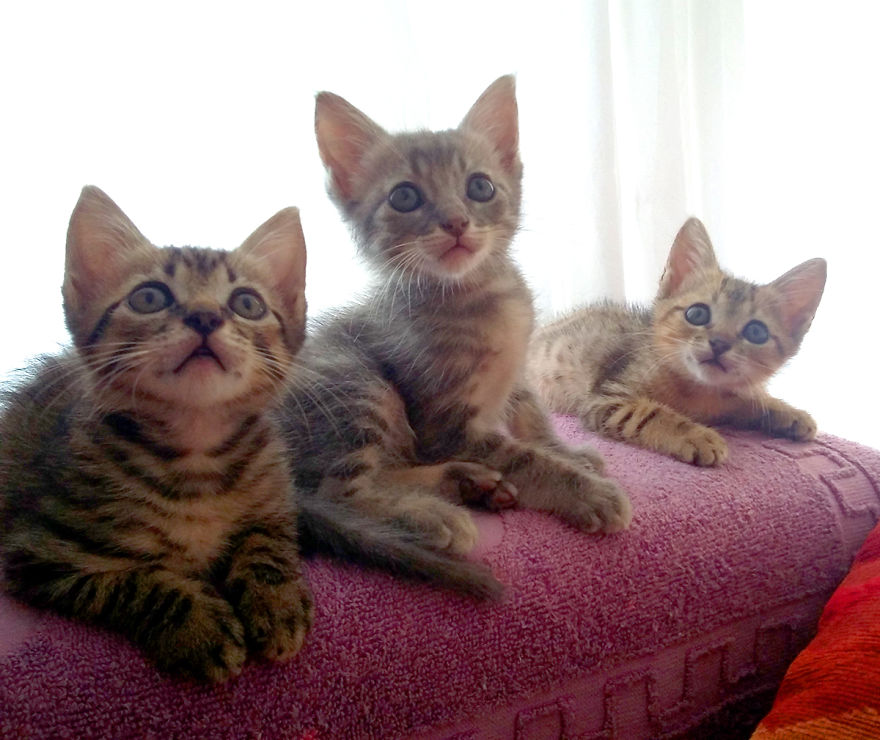 We Rescued 3 Abandoned Kittens And It Changed Our Lives We Rescued 3 Abandoned Kittens And It Changed Our Lives