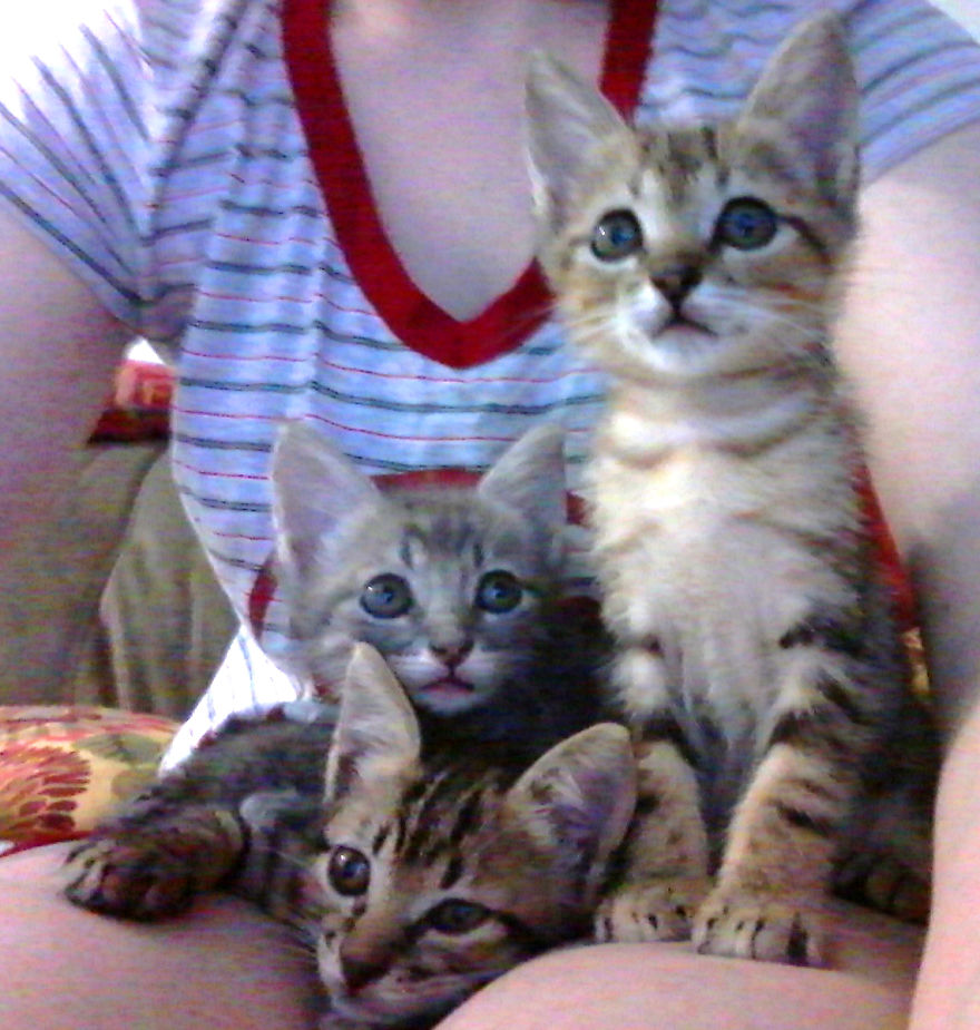 We Rescued 3 Abandoned Kittens And It Changed Our Lives We Rescued 3 Abandoned Kittens And It Changed Our Lives