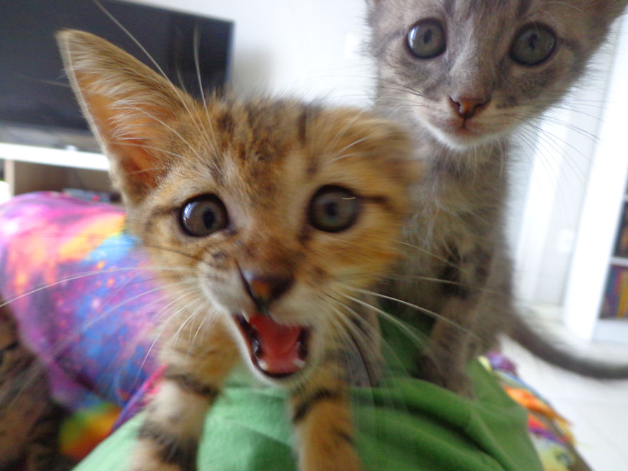 We Rescued 3 Abandoned Kittens And It Changed Our Lives We Rescued 3 Abandoned Kittens And It Changed Our Lives