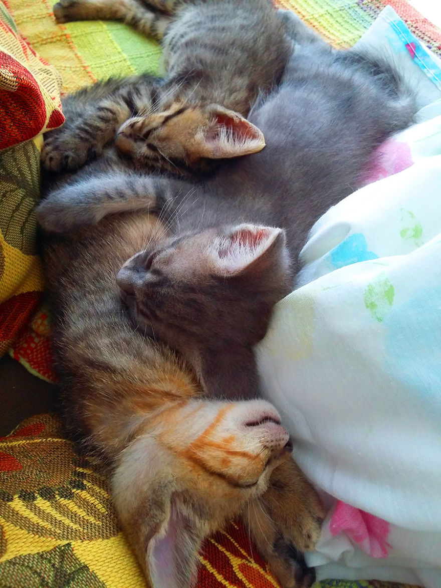 We Rescued 3 Abandoned Kittens And It Changed Our Lives