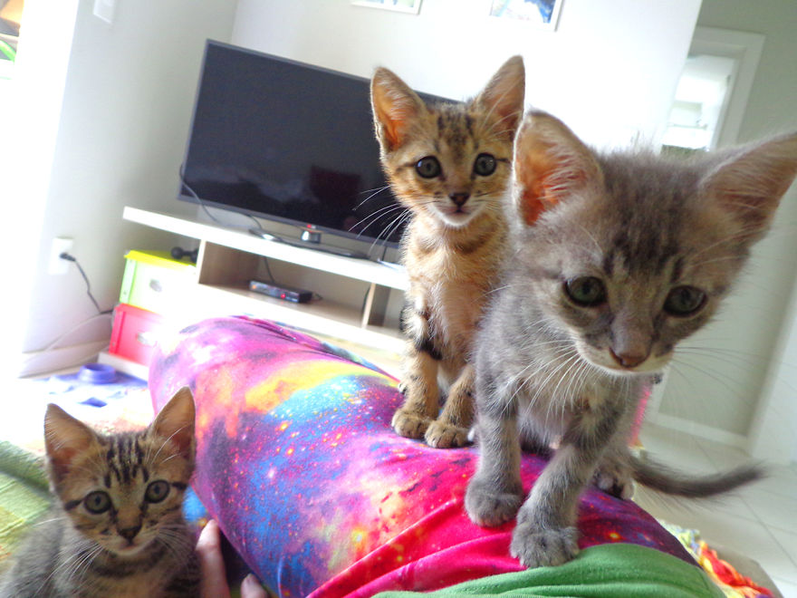 We Rescued 3 Abandoned Kittens And It Changed Our Lives