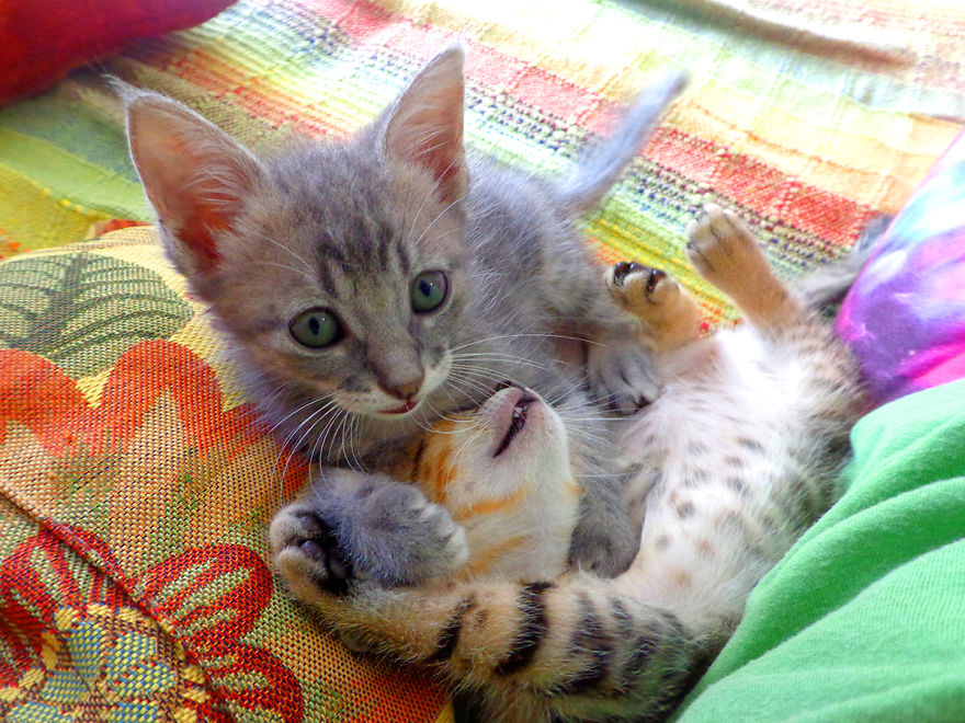 We Rescued 3 Abandoned Kittens And It Changed Our Lives