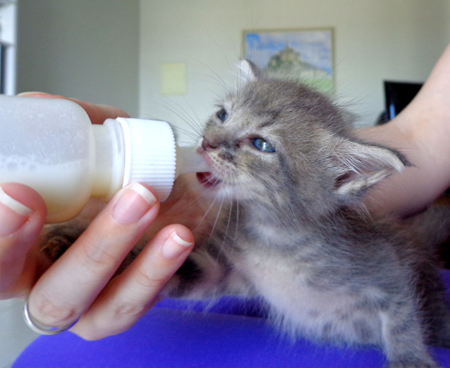 We Rescued 3 Abandoned Kittens And It Changed Our Lives