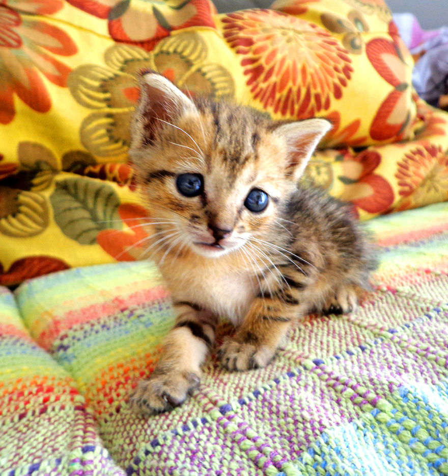 We Rescued 3 Abandoned Kittens And It Changed Our Lives