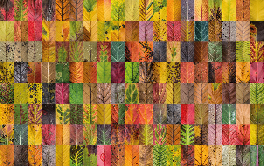 I Photographed Hundreds Of Leaves To Show The Beauty Of Diversity And Imperfection I Photographed Hundreds Of Leaves To Show The Beauty Of Diversity And Imperfection