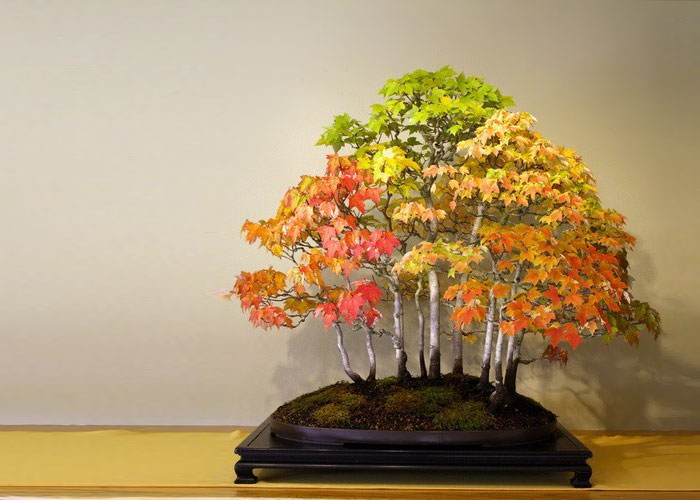 Bonsai Grove In Autumn