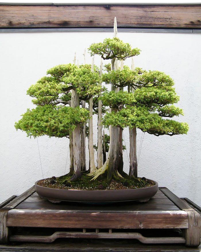 Bonsai Forest