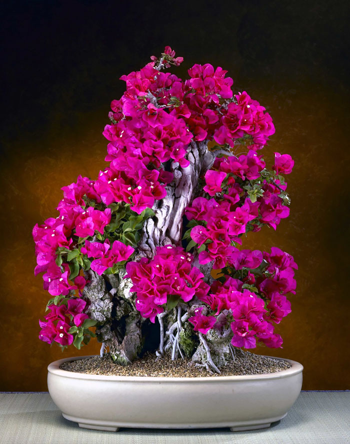 Bougainvillea