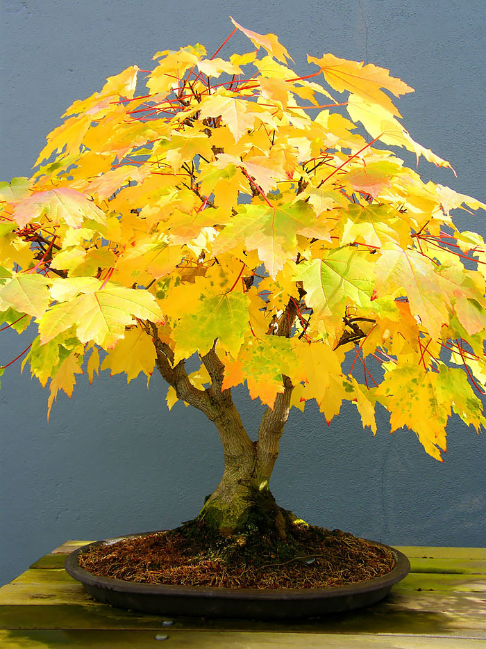 Autumn Maple