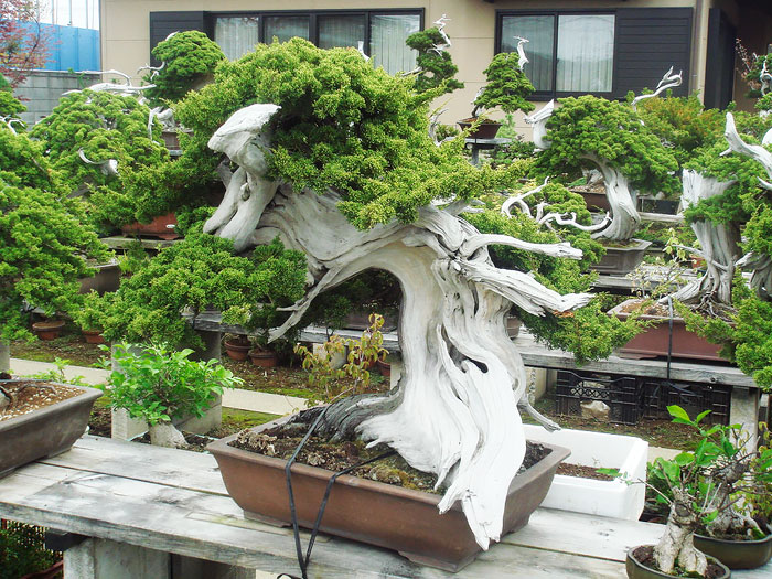 150 Year Old Bonsai