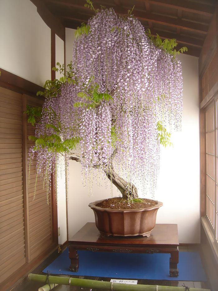 Wisteria