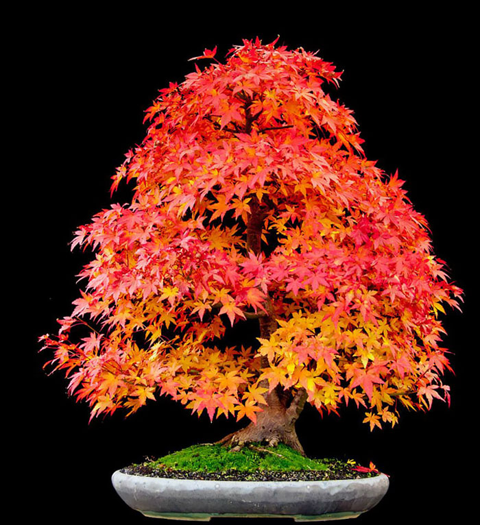 Japanese Maple