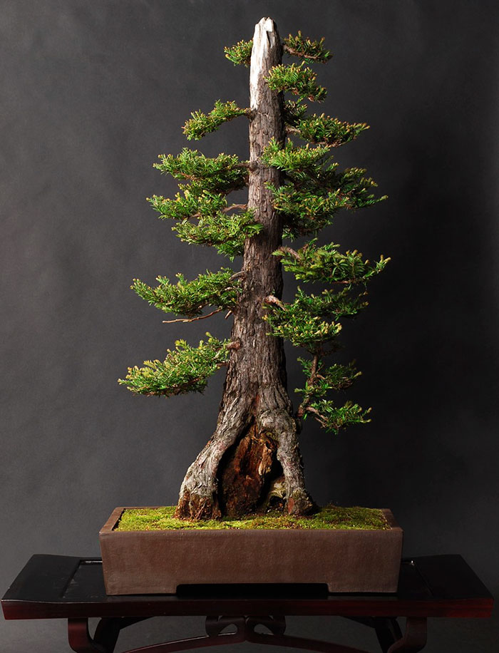 Bonsai Coastal Redwood