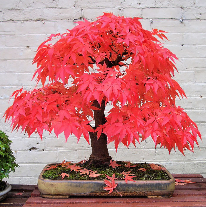 Japanese Red Maple