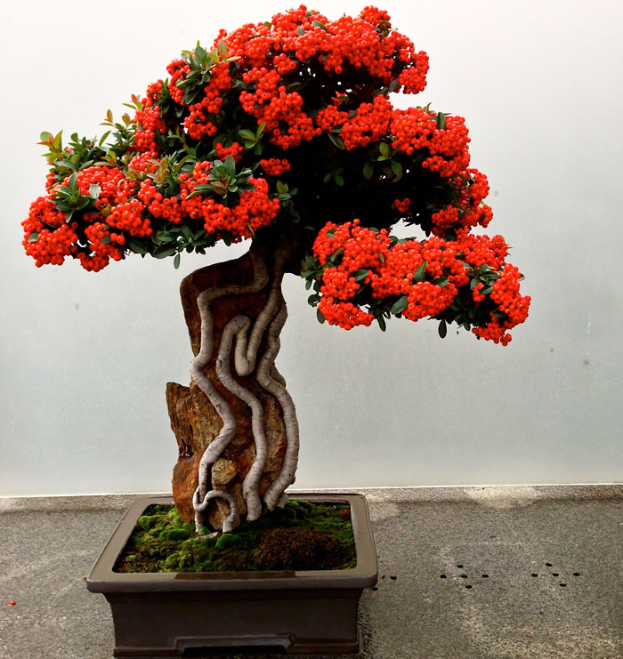 Pyracantha