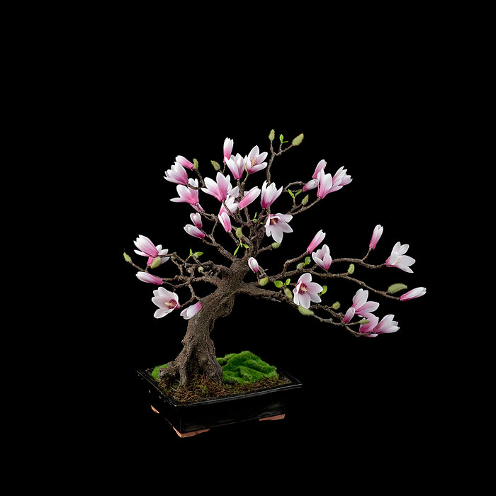 Magnolia