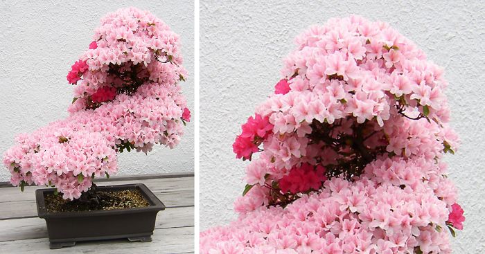40 Of The Most Beautiful Bonsai Trees Ever