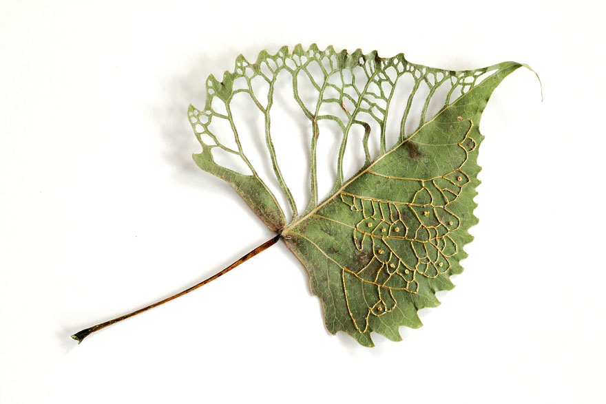 Embroidered Leaf Art By Hillary Fayle