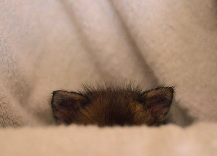 baby-fox-puggle-national-fox-welfare-society-20 baby-fox-puggle-national-fox-welfare-society-20