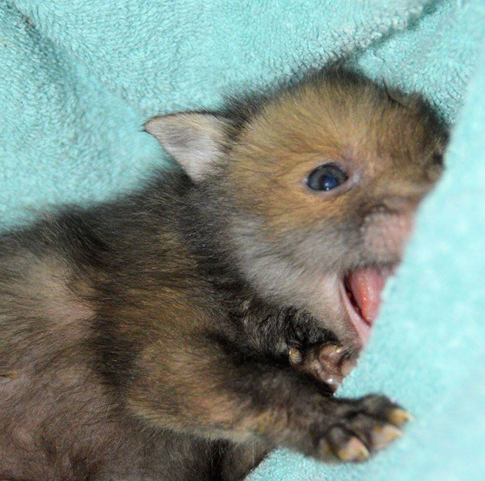 baby-fox-puggle-national-fox-welfare-society-22 baby-fox-puggle-national-fox-welfare-society-22