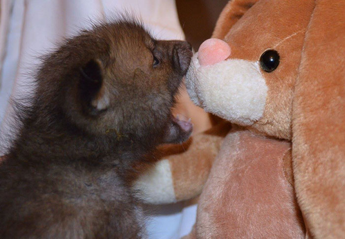 baby-fox-puggle-national-fox-welfare-society-30 baby-fox-puggle-national-fox-welfare-society-30