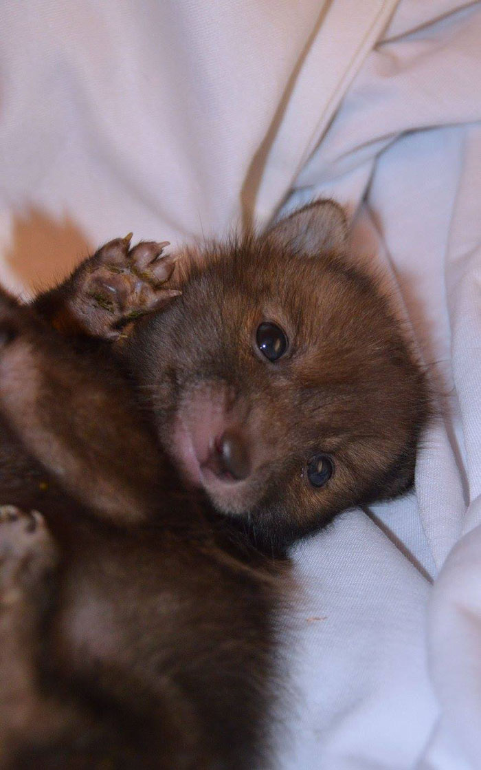 baby-fox-puggle-national-fox-welfare-society-32 baby-fox-puggle-national-fox-welfare-society-32