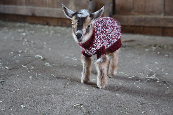 baby-goats-knit-sweaters-sunflower-farm-10