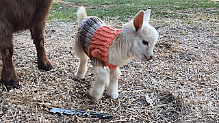baby-goats-knit-sweaters-sunflower-farm-3 baby-goats-knit-sweaters-sunflower-farm-3