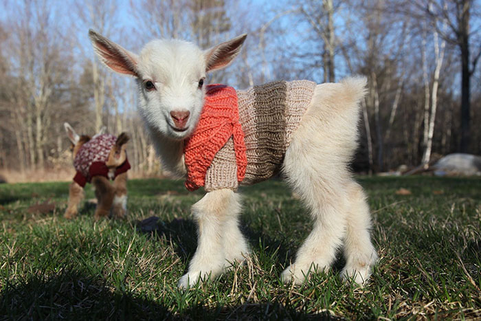 baby-goats-knit-sweaters-sunflower-farm-8