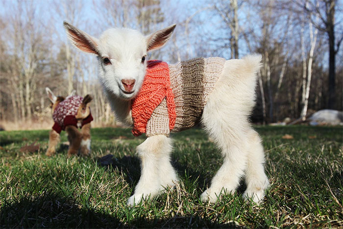 3 Newborn Goats Get Tiny Hand-Knit Sweaters To Stay Warm