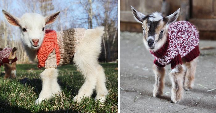 3 Newborn Goats Get Tiny Hand-Knit Sweaters To Stay Warm
