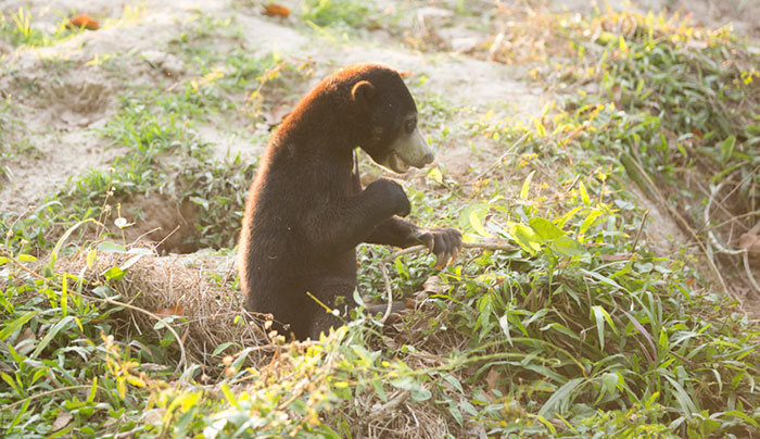bear-cat-friends-unusual-animal-friendships-ka-wao-george-1 bear-cat-friends-unusual-animal-friendships-ka-wao-george-1
