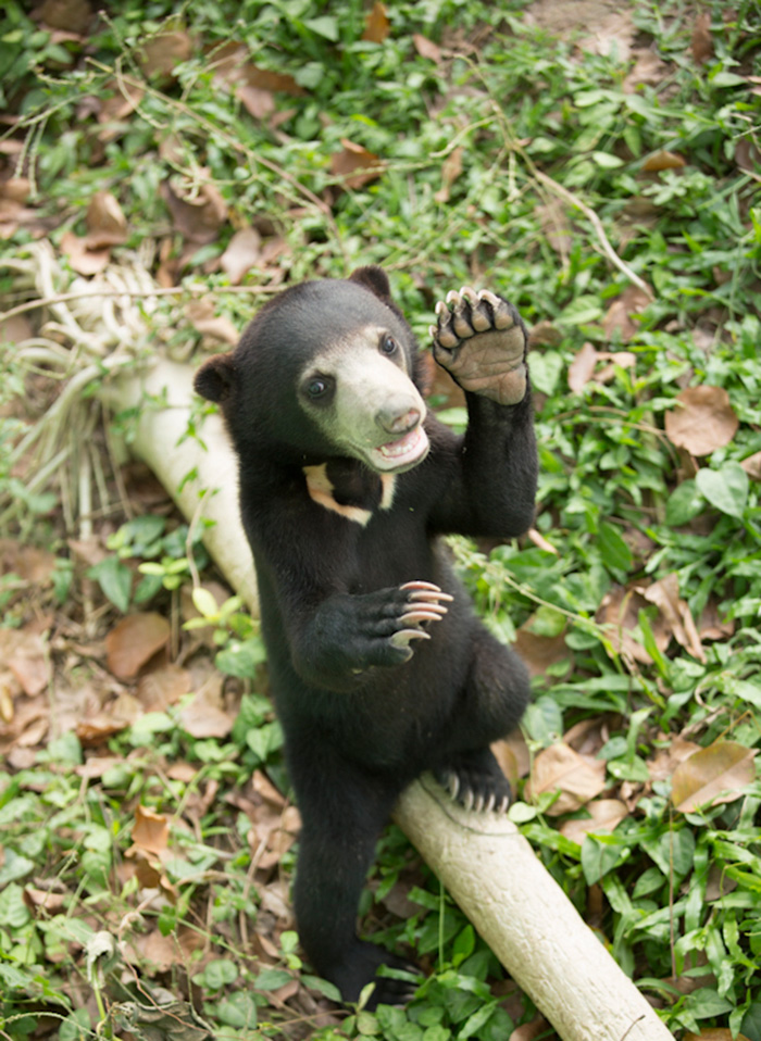 bear-cat-friends-unusual-animal-friendships-ka-wao-george-10