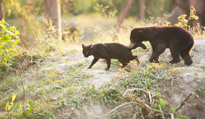 bear-cat-friends-unusual-animal-friendships-ka-wao-george-3
