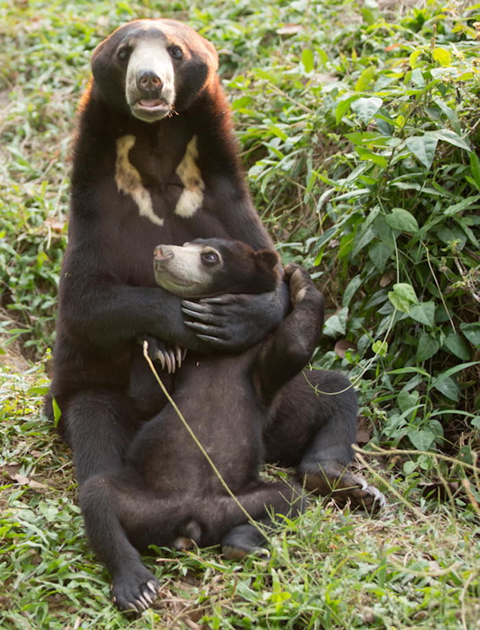bear-cat-friends-unusual-animal-friendships-ka-wao-george-8