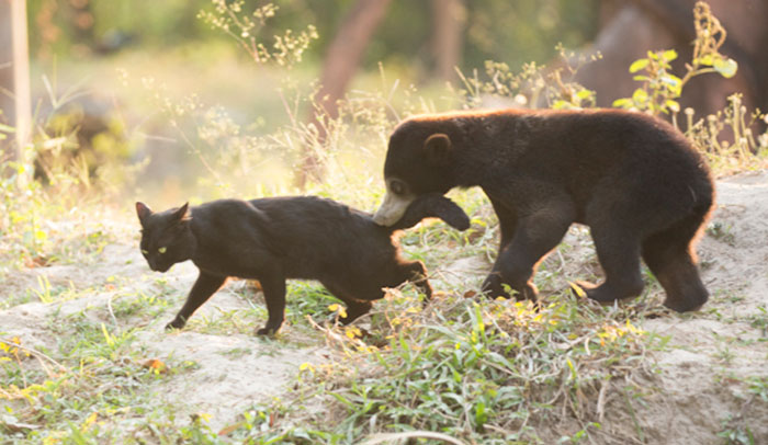 The Bear Cub Who Wasn’t Supposed To Be Born Finds A Friend In A Cat