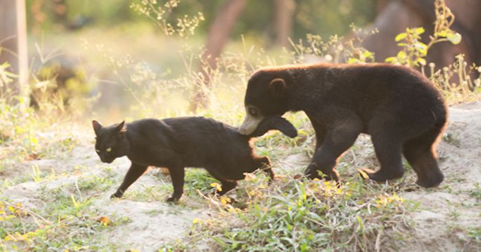 The Bear Cub Who Wasn’t Supposed To Be Born Finds A Friend In A Cat