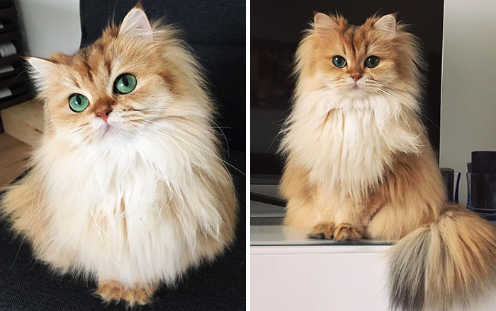 Meet Smoothie, The World’s Most Photogenic Cat