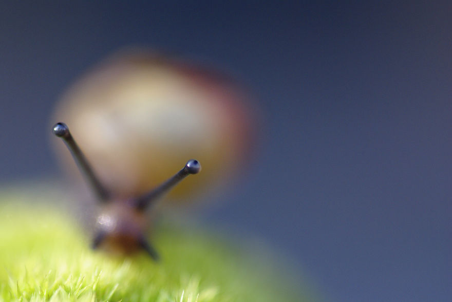 I Photograph Small Animals That Are Usually Overlooked