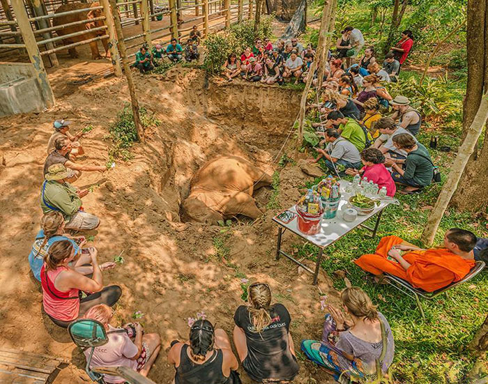 blind-elephant-cries-dead-friend-mae-perm-jokia-10a blind-elephant-cries-dead-friend-mae-perm-jokia-10a