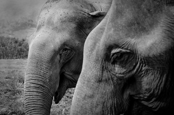 blind-elephant-cries-dead-friend-mae-perm-jokia-11