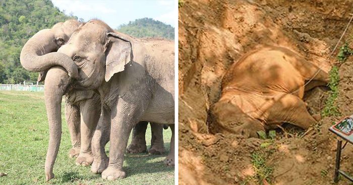 Blind Elephant Cries Over Her Dead Soulmate, Won’t Let People Bury Her