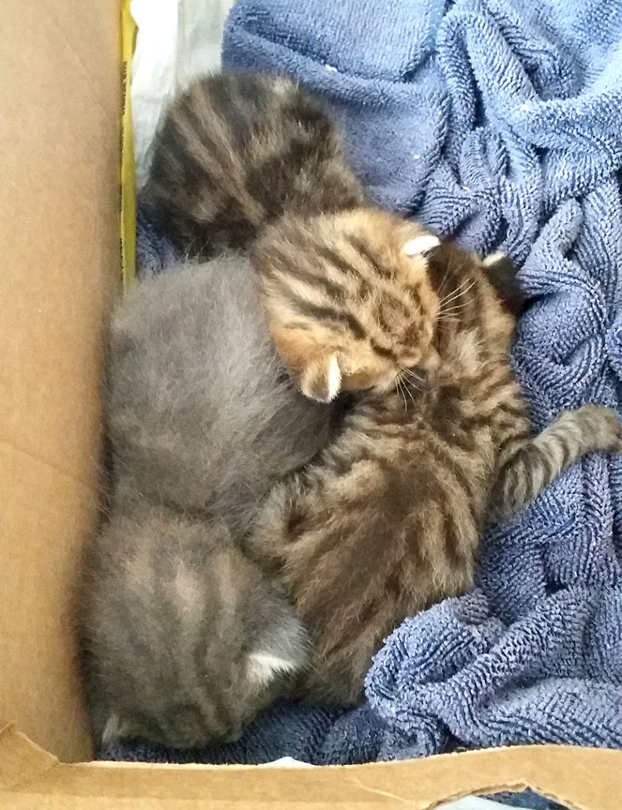 We Rescued 3 Abandoned Kittens And It Changed Our Lives We Rescued 3 Abandoned Kittens And It Changed Our Lives