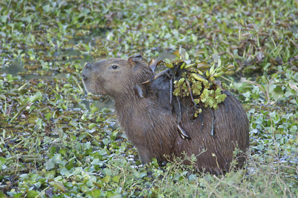 capivara1-5703e93ce8680.jpg