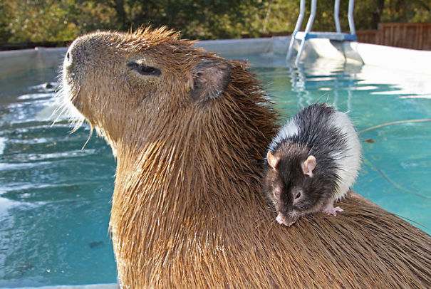 Capybara with a small rat perched on its back by a pool, showcasing friendly animal interaction.