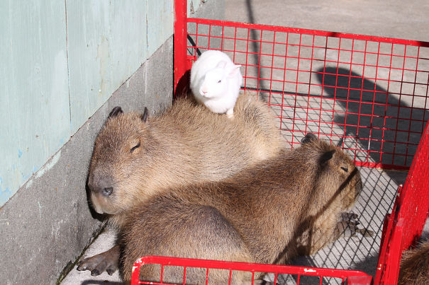 Capybaras relaxing in a red basket with a small white rabbit, showcasing their friendly and unlikely bond.