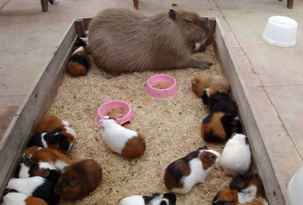 Capybara lying in a pen surrounded by friendly guinea pigs, sharing hay and food bowls.