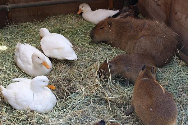 Capybaras lounging with ducks on hay, showcasing their friendly nature and unlikely friendships.