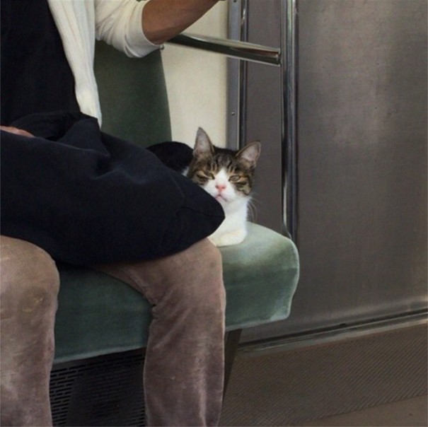 cat-rides-subway-seibu-ikebukuro-line-tokyo-13 cat-rides-subway-seibu-ikebukuro-line-tokyo-13